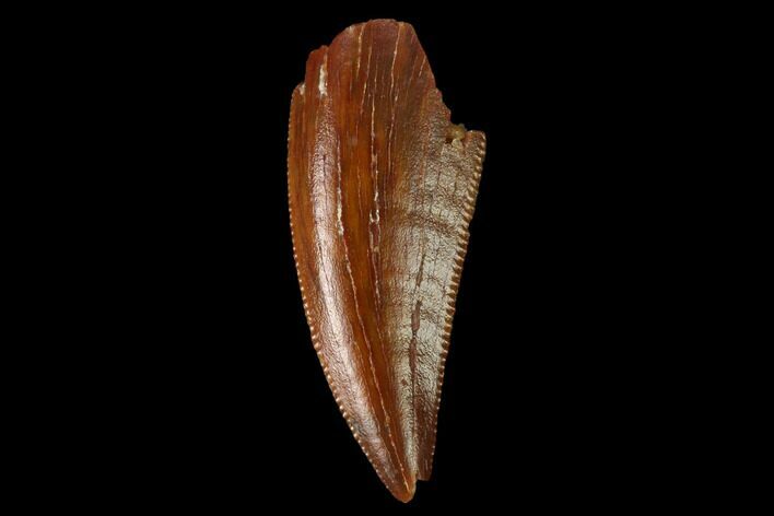 Serrated, Raptor Tooth - Real Dinosaur Tooth #160025